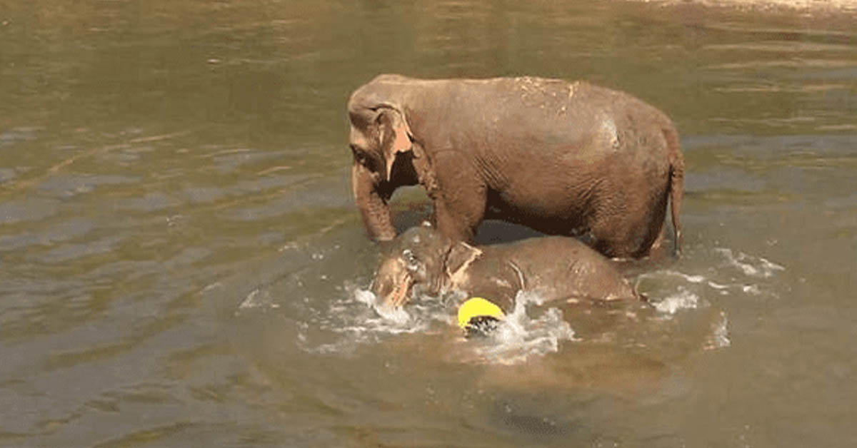 Read more about the article A cute baby elephant splashes around with its mother in a Thai river.