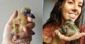 Read more about the article Woman Shows Off Her Pet Bird’s Growth 1 Year After She Rescued Him From A Smashed Egg(video)
