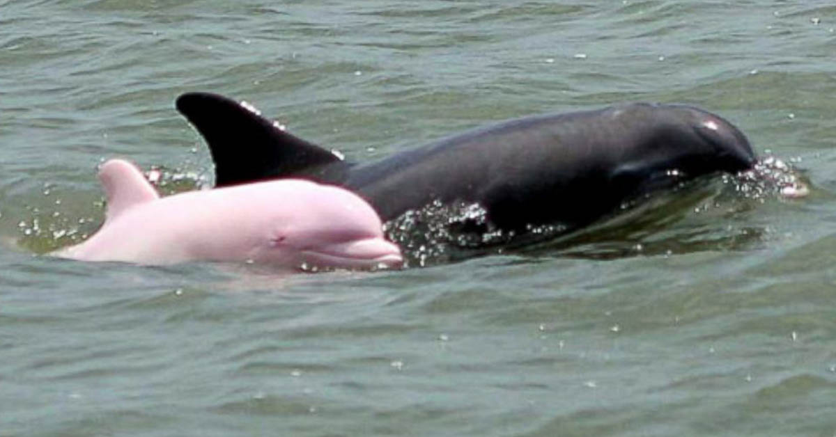 You are currently viewing You won’t believe your eyes when you see this unbelievable pink dolphin sighting!