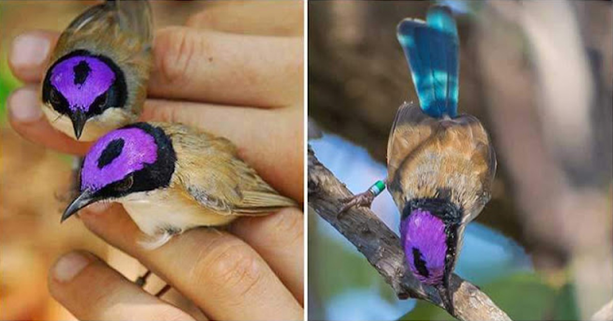 Read more about the article The purple-crowned fairywren is a beautiful little chubby bird that you should pay attention to (5 photos).