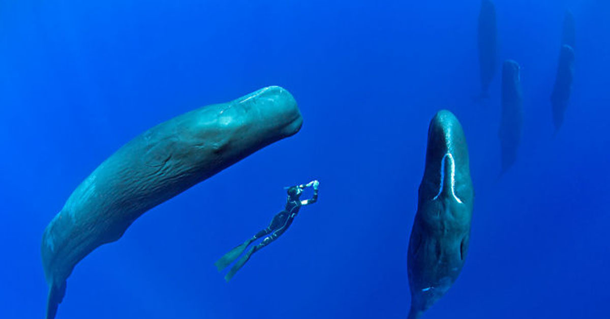 Read more about the article Behavior of Whales Seen in the Ocean While Sleeping