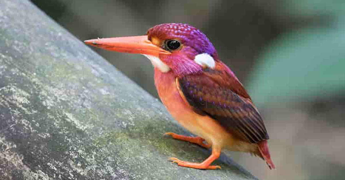 You are currently viewing A list of the 10 tiniest birds in the world