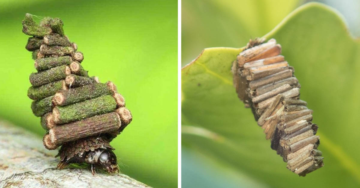 Read more about the article Bog Worm Moths make tiny, portable homes for themselves that are almost impossible to break into.