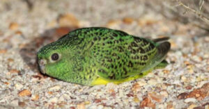Read more about the article A Night Parrot, which was thought to be dead for the past 100 years, has been seen in Washington.