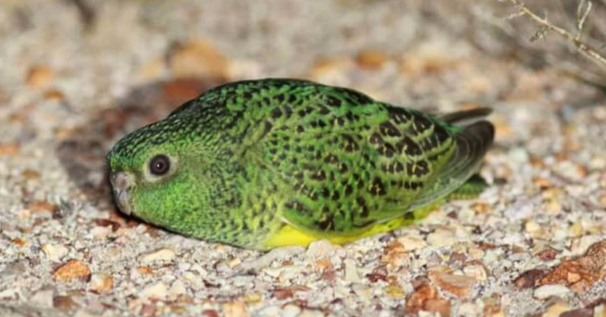 You are currently viewing A Night Parrot, which was thought to be dead for the past 100 years, has been seen in Washington.