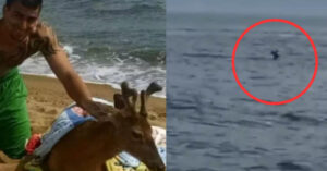Read more about the article A fisherman saved a deer that was dying six miles out to sea.
