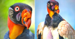 Read more about the article At the Ave Costa Rica Zoo, a baby King Vulture was born for the first time in 28 years.