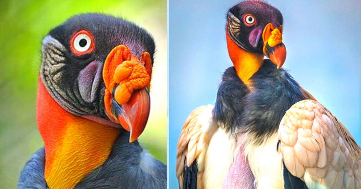 You are currently viewing At the Ave Costa Rica Zoo, a baby King Vulture was born for the first time in 28 years.