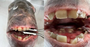 Read more about the article When a fisherman discovers an odd fish with what appear to be human teeth in its mouth, he is horrified, but his daughter insists on putting the teeth under her pillow for the tooth fairy.