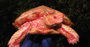 Read more about the article Albino turtles are truly amazing and beautiful.