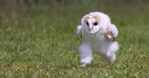 Read more about the article Did you know that this picture makes the baby barn owl look like it’s running when it’s not?