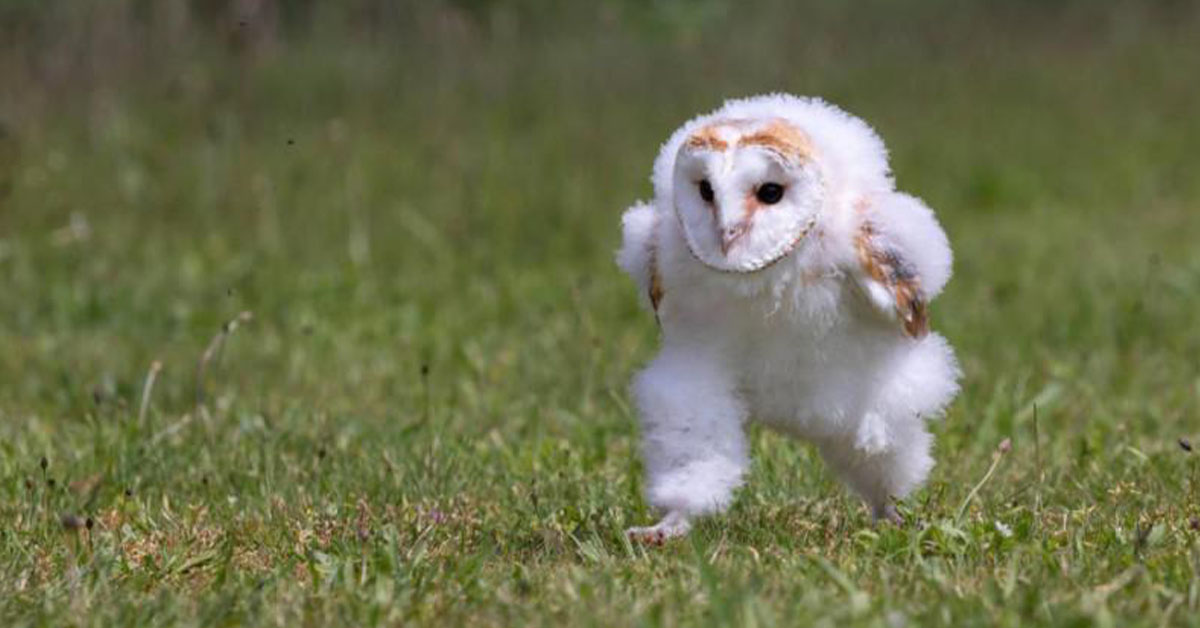 Read more about the article Did you know that this picture makes the baby barn owl look like it’s running when it’s not?