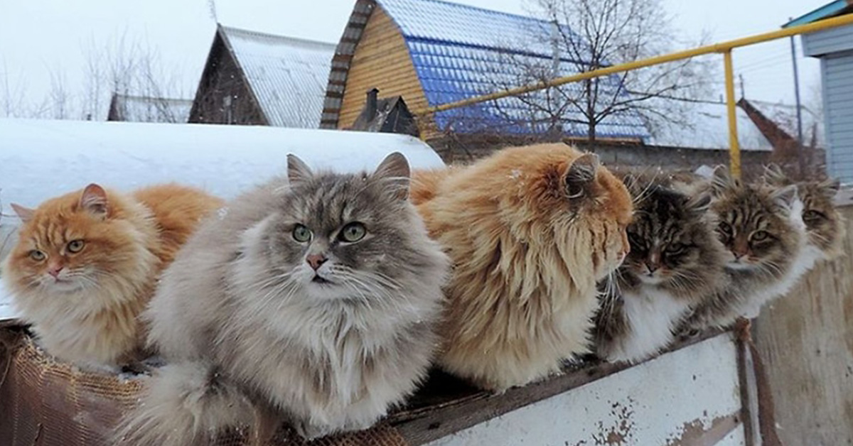 Read more about the article Siberian cats take over a couple’s farm and turn it into a snowy “Catland.”