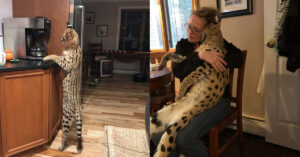 Read more about the article His owners found an African cat after getting lost and spending three days in the wild.