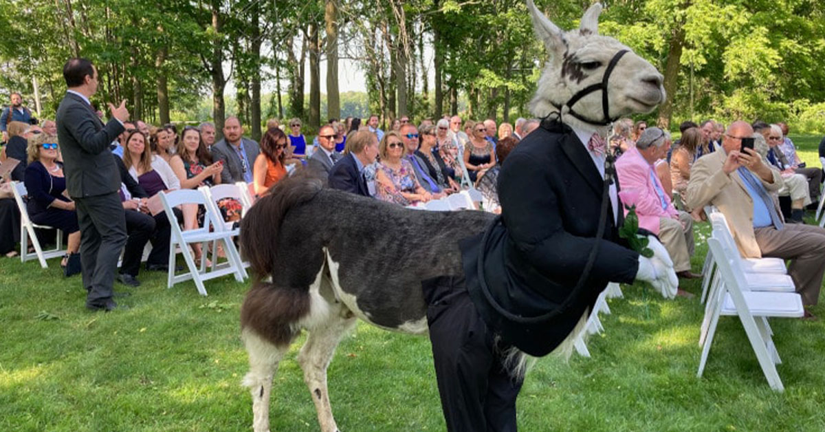 Read more about the article The Llama is brought to a wedding dressed as a groomsman and steals the show.
