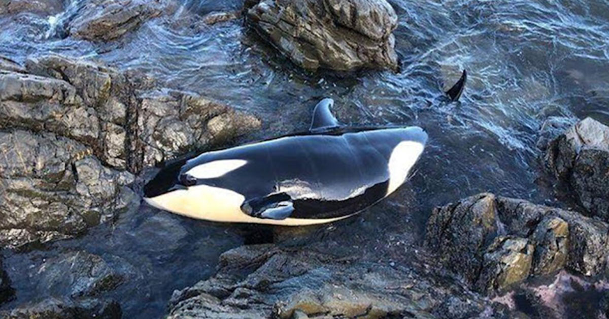 You are currently viewing Baby Orca Rescued by Strangers After Being Found Stranded and Crying for Hours