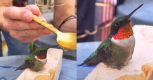 Read more about the article A hummingbird flies into a woman’s workshop and begs for help.