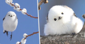 Read more about the article Japanese Island Is Home To Tiny Birds That Resemble Flying Cotton Balls (5 pictures)