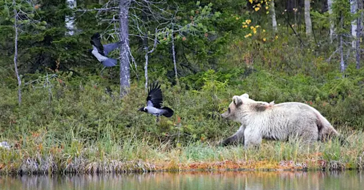 Read more about the article A extremely uncommon white bear is captured on camera by a professor at the Natural Resources Centre.