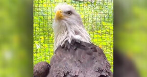 Read more about the article Aurora, the bald eagle, is now living her best life after being hit by a truck and getting stuck in a river.