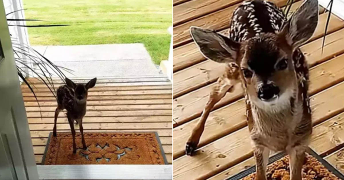 You are currently viewing A man comes home to find a cute fawn at his front door. Look at this sad story.