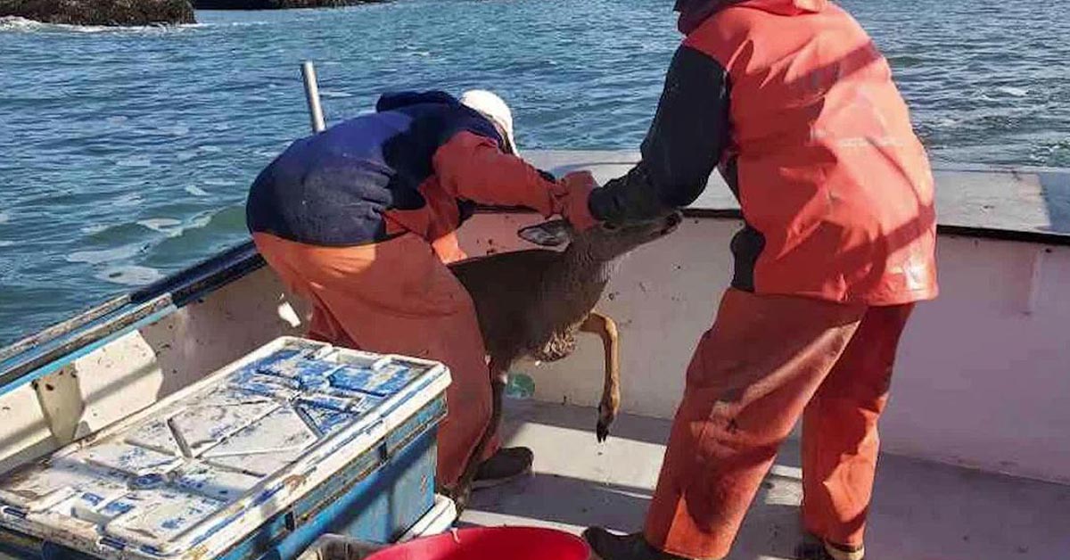 You are currently viewing A deer that was stuck in the middle of the ocean was saved by fishermen.