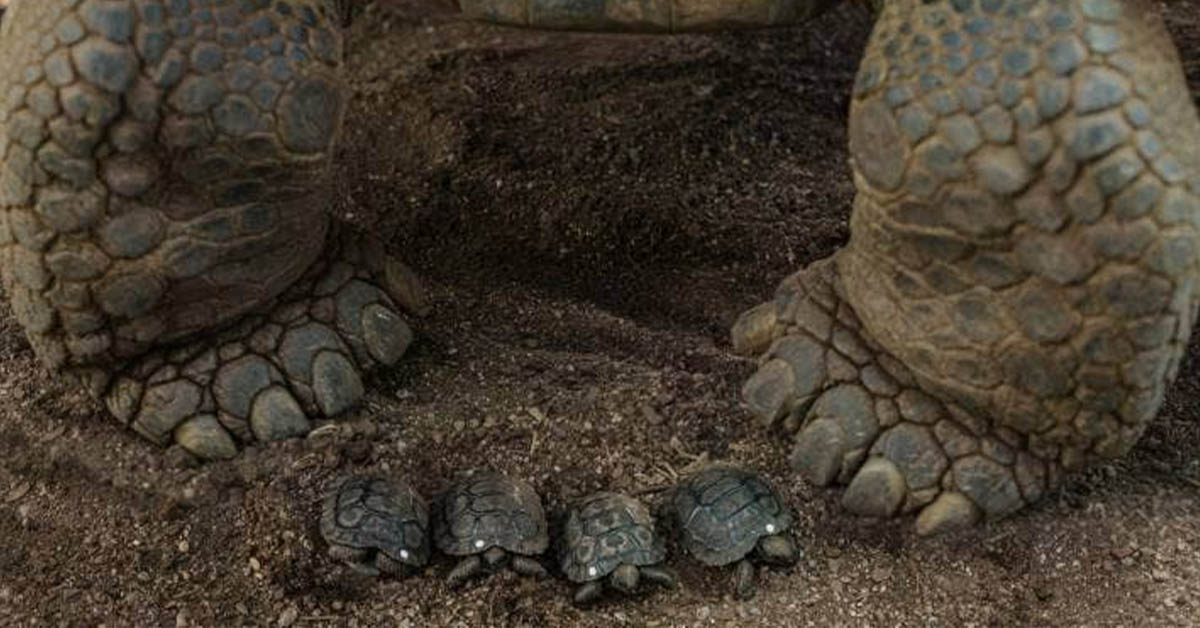 You are currently viewing Four rare Galápagos tortoise babies have been born at the Auckland Zoo.