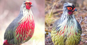 Read more about the article About the only blood pheasant birds in the pheasant family that belong to the genus Itaginis