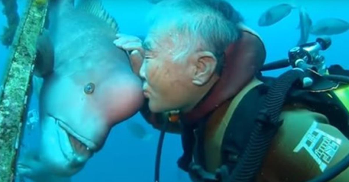 You are currently viewing Japanese diver has been going to see his best friend fish for more than 25 years.