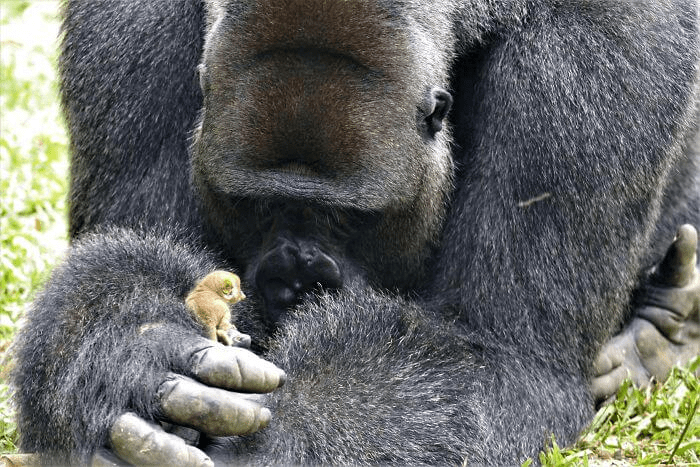 Read more about the article The amazing story of a big gorilla and his little friend.
