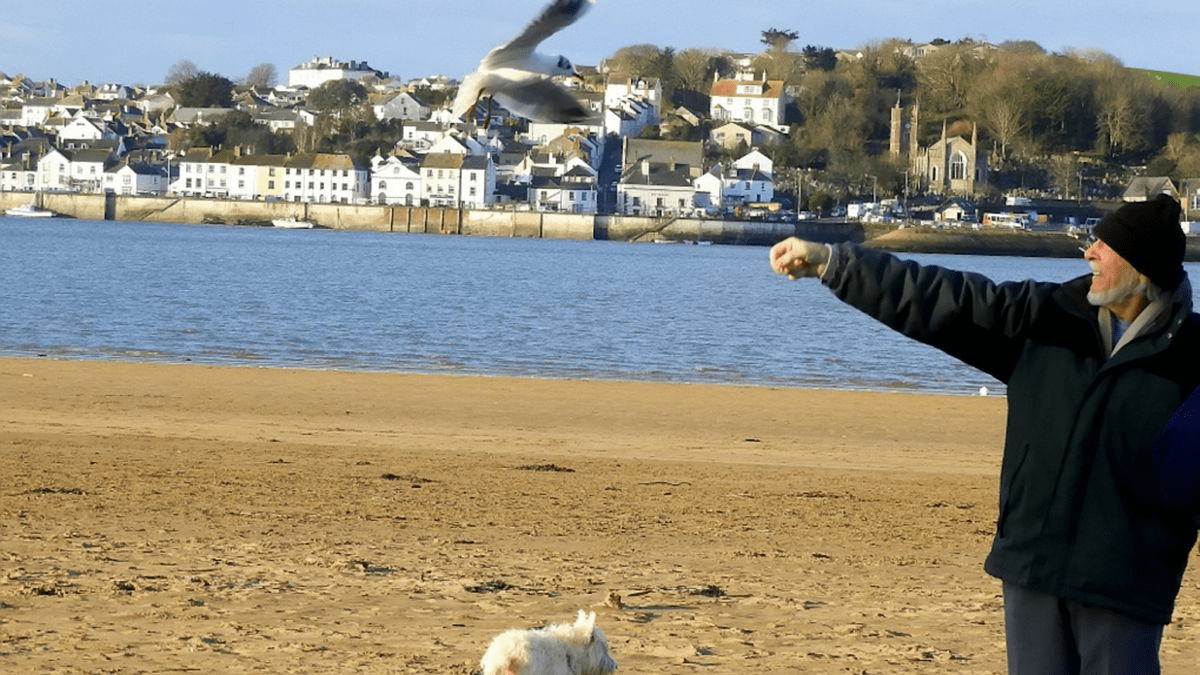You are currently viewing The touching bond between a man and a seagull that he saved in 2007 and that comes to see him every day