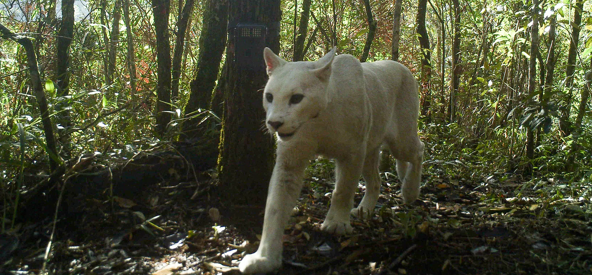 You are currently viewing A picture of a majestic white cougar was taken in Brazil’s unspoiled Atlantic Forest.