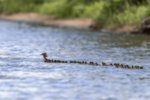 Read more about the article Amazing Supermom Duck Takes on the Challenge of Taking Care of 76 Baby Ducklings in Minnesota