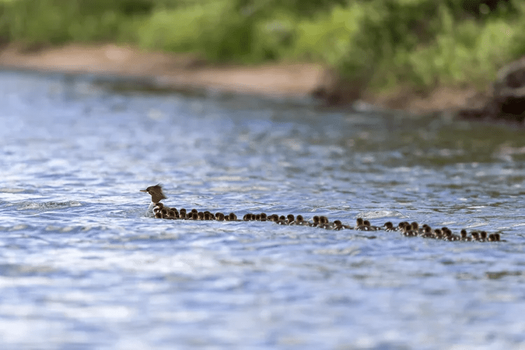 You are currently viewing Amazing Supermom Duck Takes on the Challenge of Taking Care of 76 Baby Ducklings in Minnesota