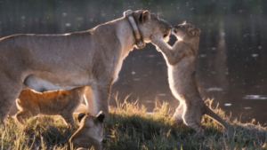 Read more about the article A talented photographer captured the sweetest moment of love in the wild: a lion cub kissing its mother on the nose.