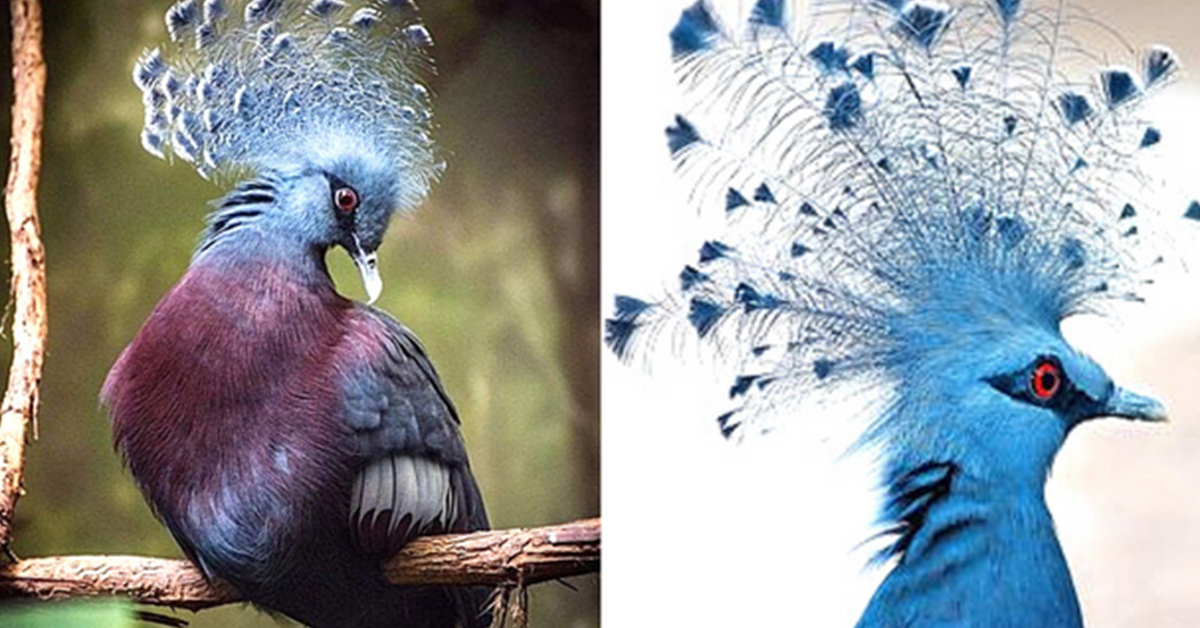 You are currently viewing The Victoria Crowned Pigeon is known as the most beautiful bird in the world. Meet the queen of pigeons.