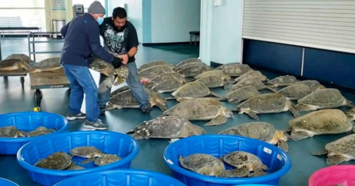 You are currently viewing Thousands of turtles that were frozen to death were saved from Texas’s freezing weather!